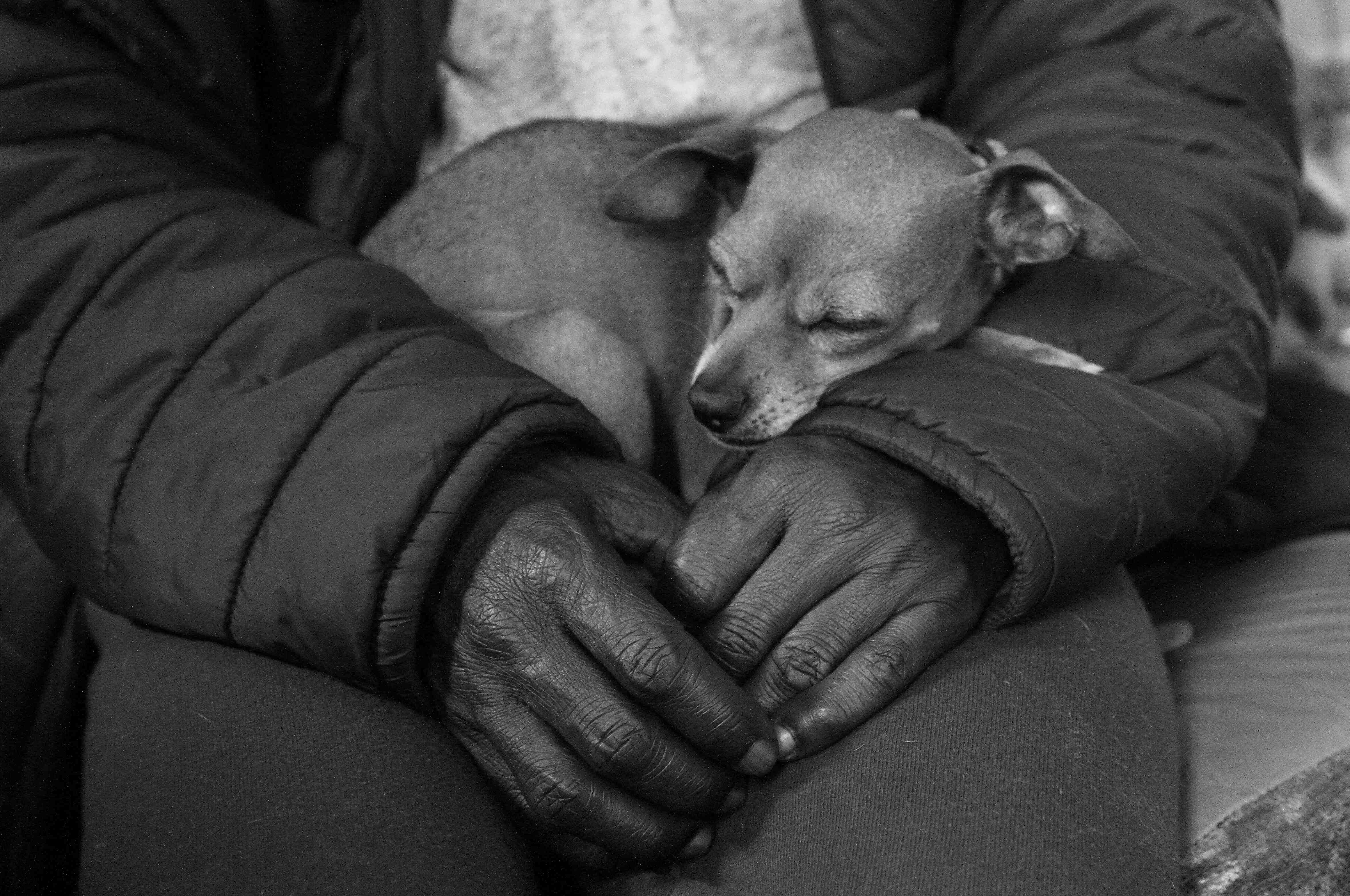 Woman with dog in lap