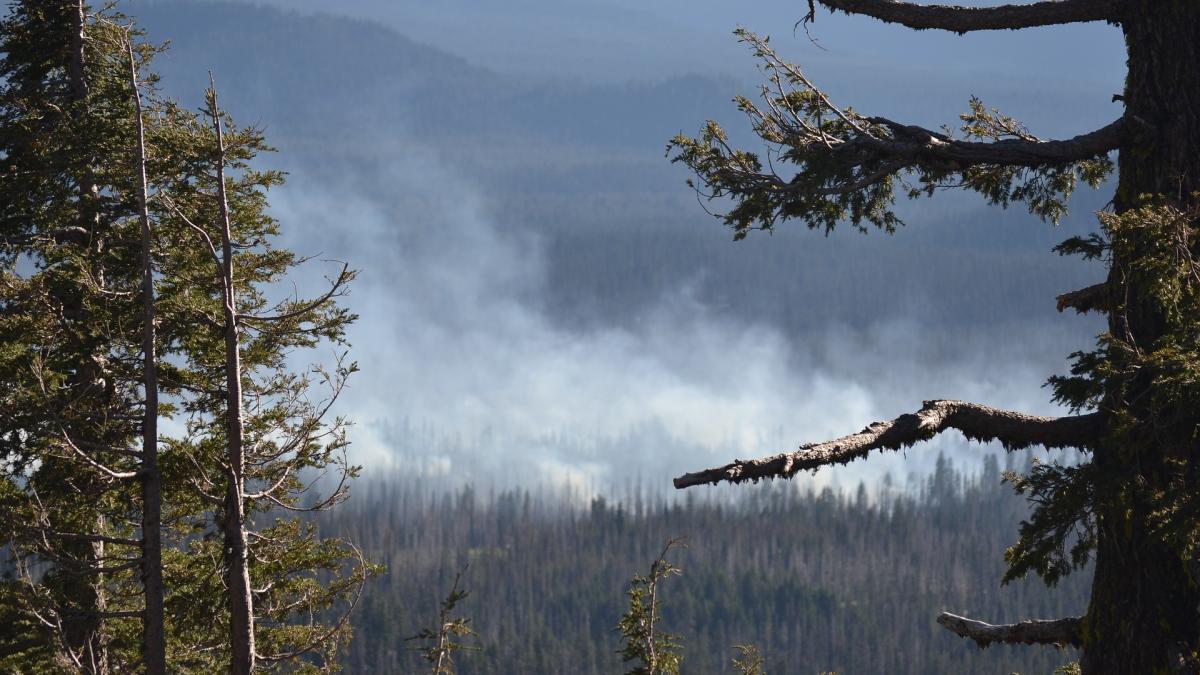 Wildfire smoke with mountains in the background and evergreens in the foreground.