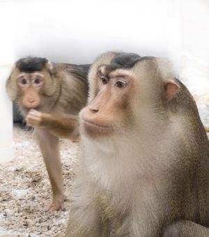 southern pig-tailed macaque pair