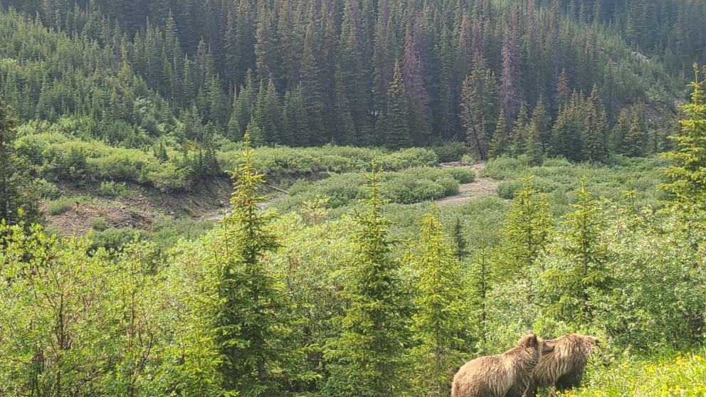 bear on mountainside