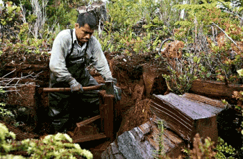 Cedar block harvester