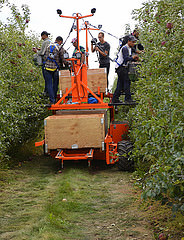 workers picking from automated platform