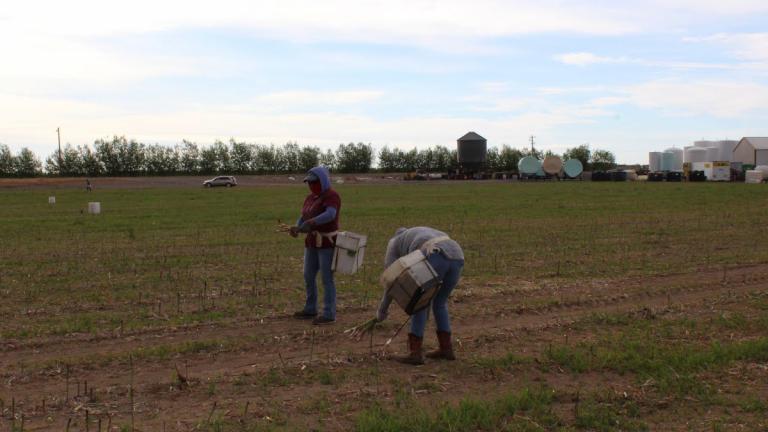 Asparagus picking