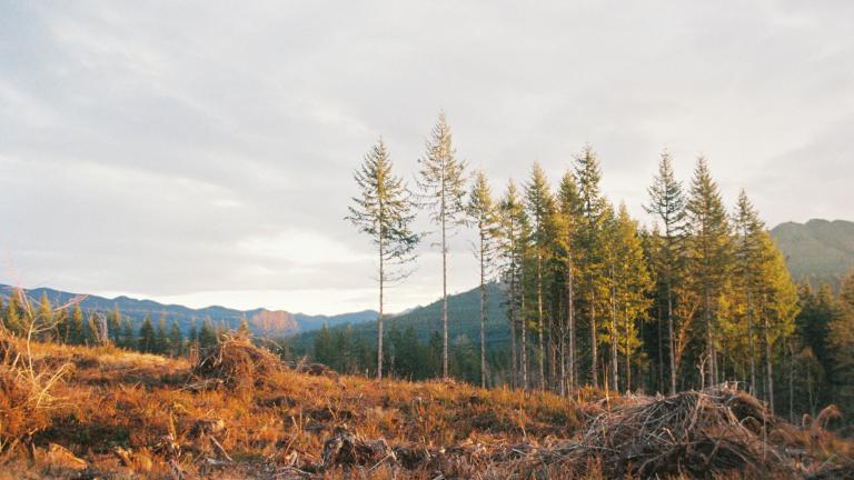 Clear cut forested landscape