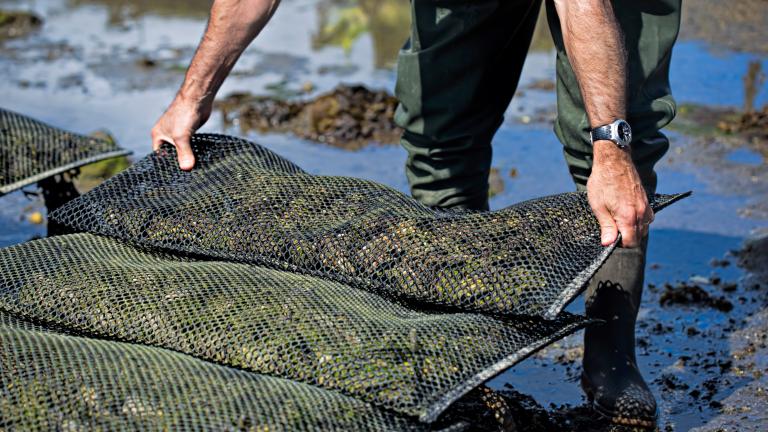 man pulling out shellfish