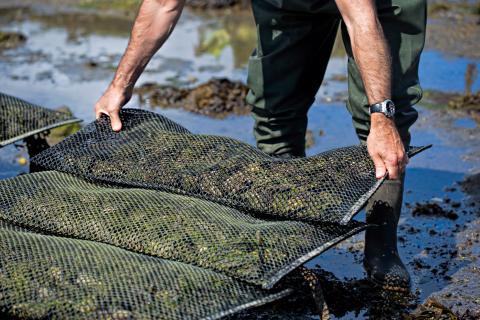 man pulling out shellfish