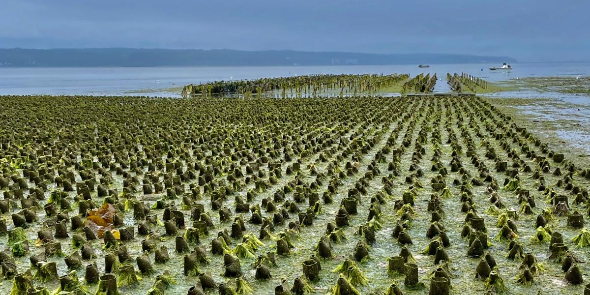 Shell fish field