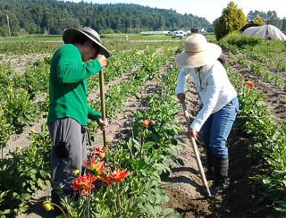 farmworkers in the sun