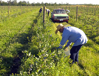 farmworkers in the sun