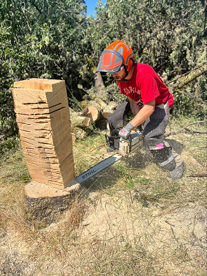 Eribac, wearing protective helmet, glasses and gloves, using a chainsaw to cut a tree stump.