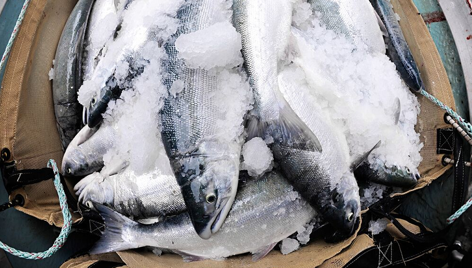 Harvested wild salmon are stored in fish holds until delivery. The holds are lined with bags to chill and store the fish. Photo: Copper River Prince William Sound Marketing Association.