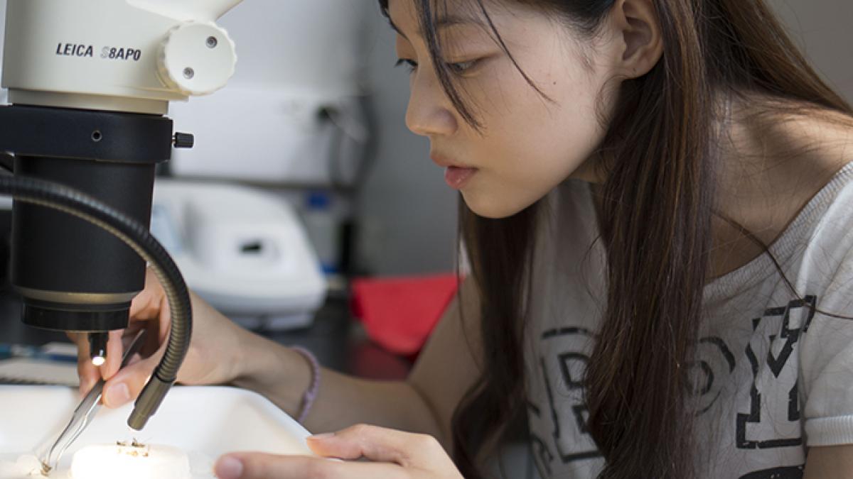 Student working at a microscope