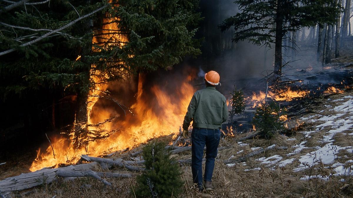 Worker approaches a blazing wildfire in a forest.