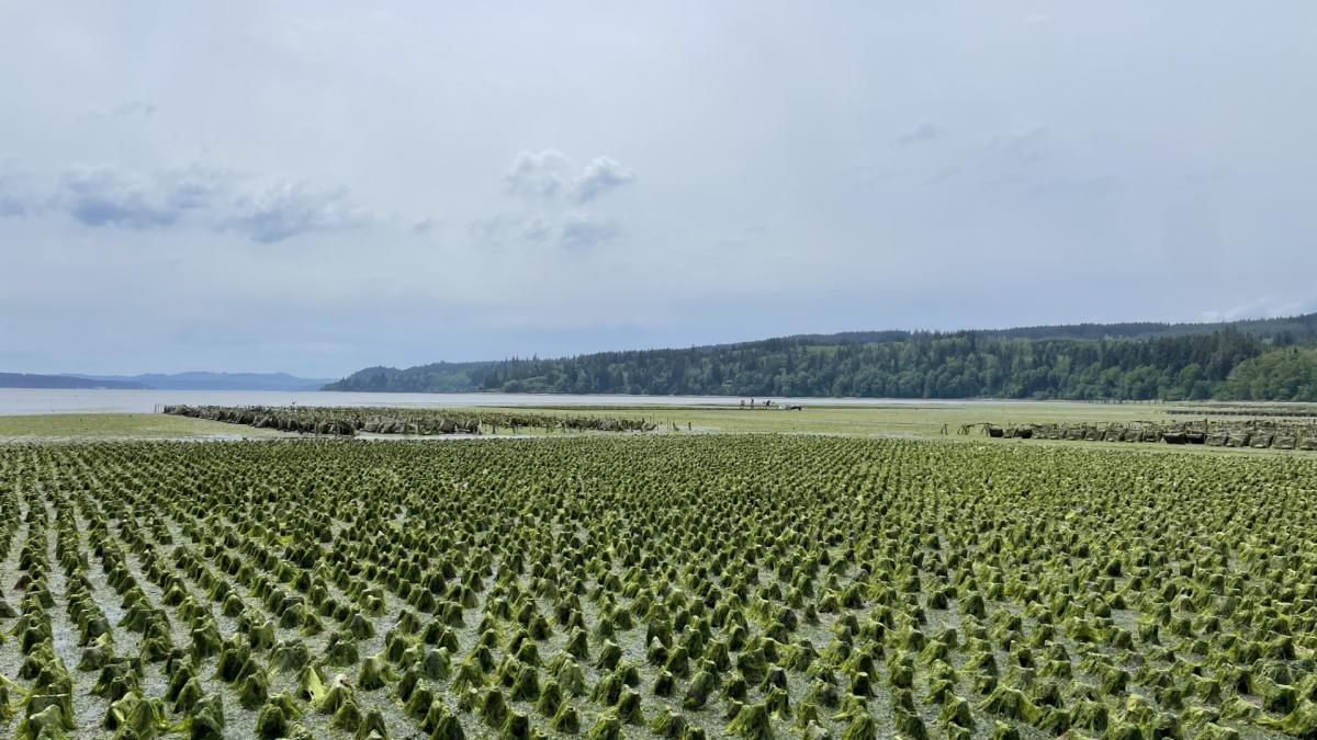 Seaweed grows over a shellfish farm in a Washington tideland.