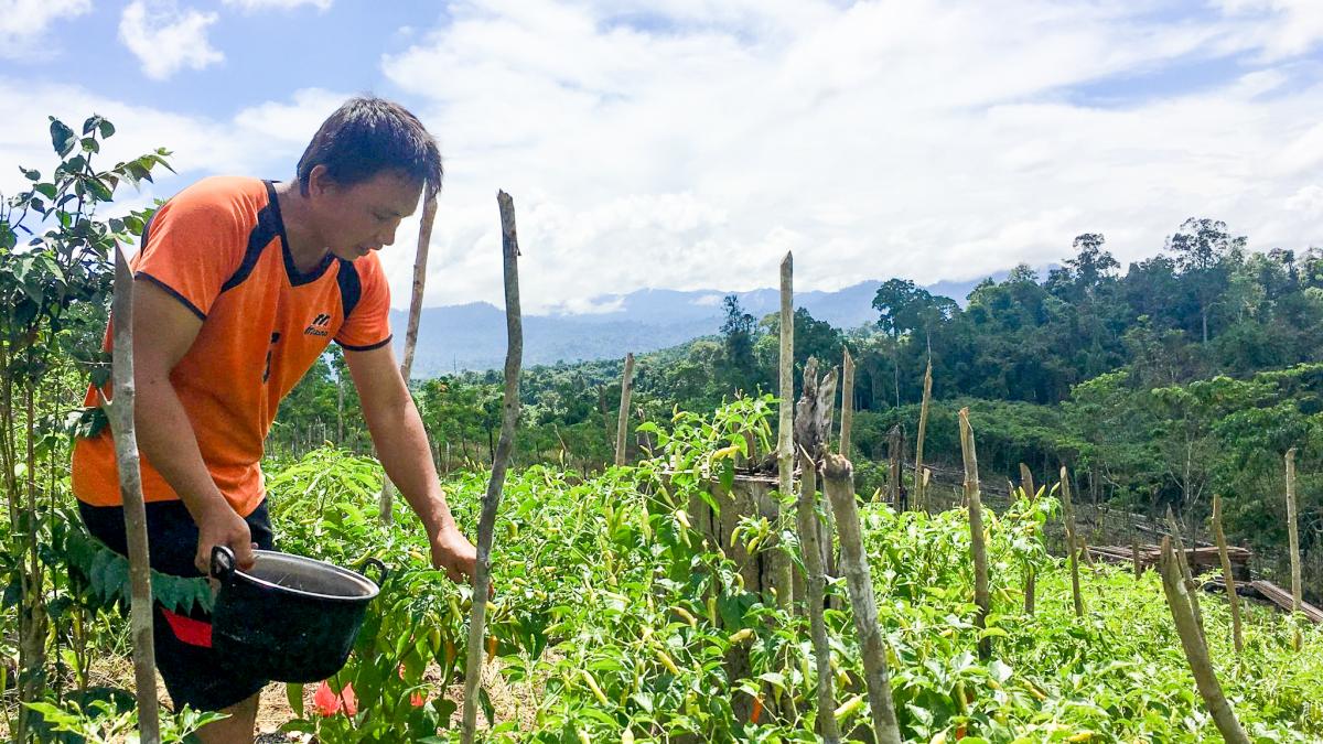 A person harvests plants in a field exposed to direct sun with mountains and trees in the background.