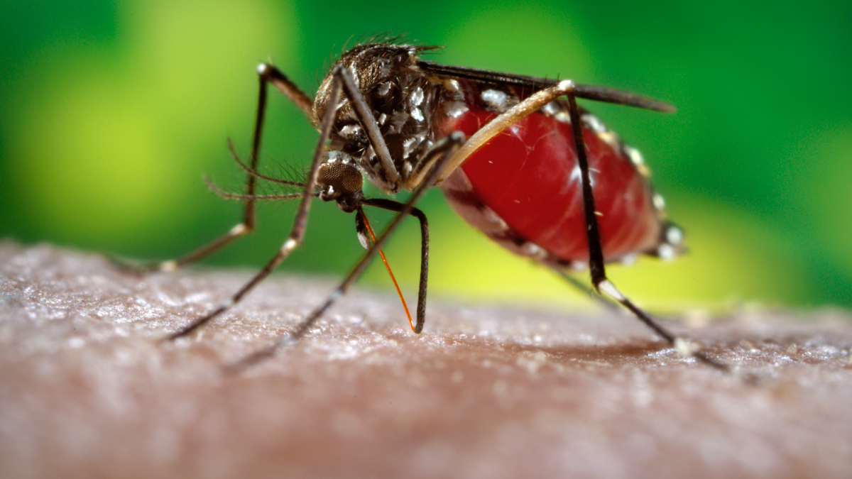 Close-up photo of a mosquito sitting on a person's arm against a bright green background. 