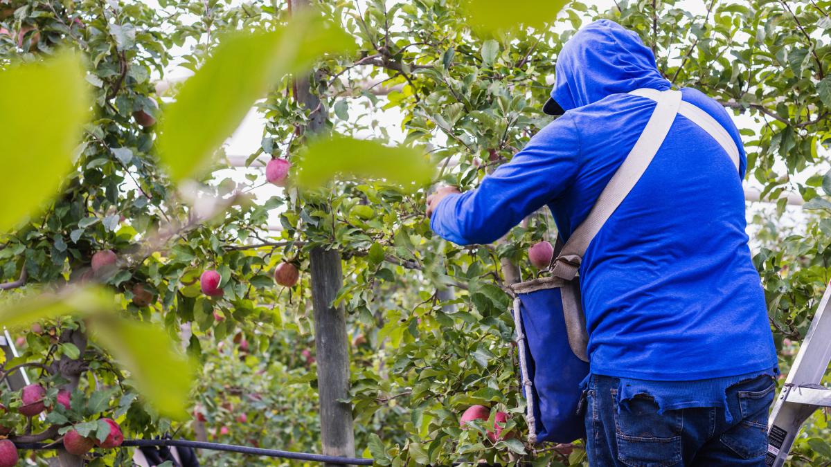 Person in a sweatshirt picking apples