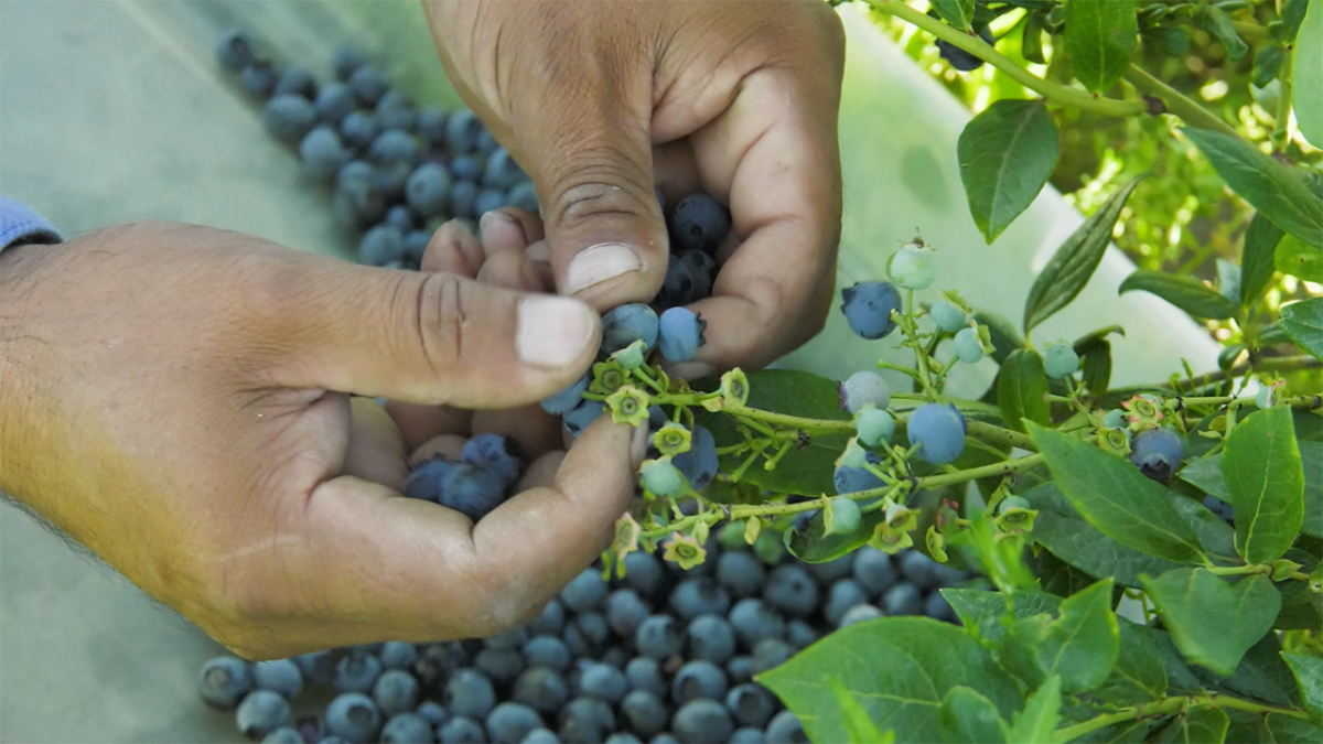 Photo of a person's hands holding blueberries on a bush.