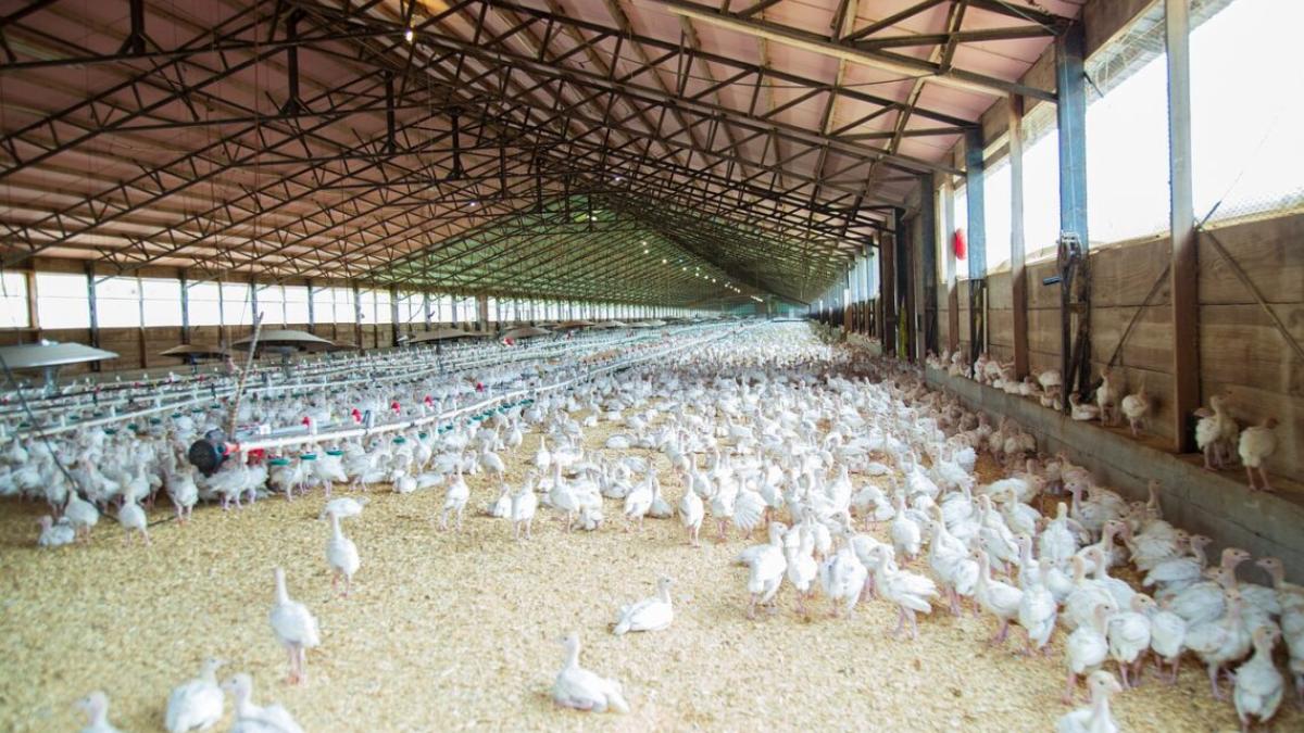 A large, roofed chicken coop full hundreds of chicks.