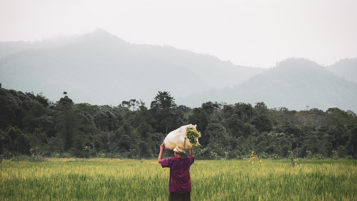 lady working in the tropics