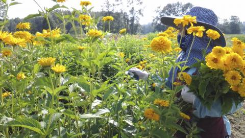 A woman picks yellow flowers in a field.