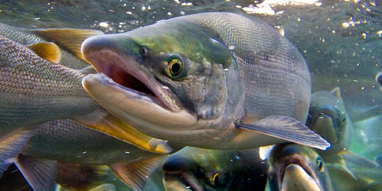 Chinook salmon swimming underwater