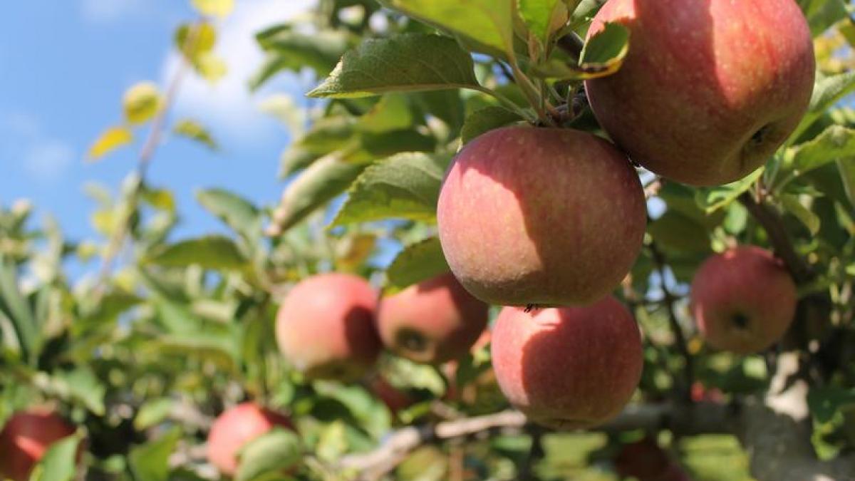 apples on a tree branch